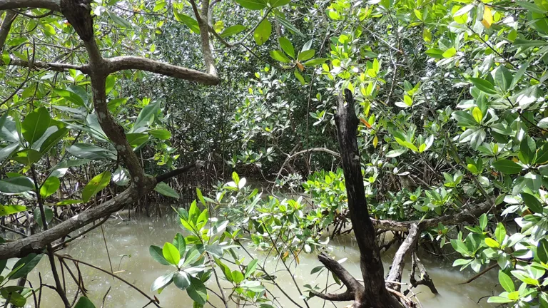 Takken met bladeren over het water in een mangrove in Guinee-Bissau, een bosproject van Greenchoice