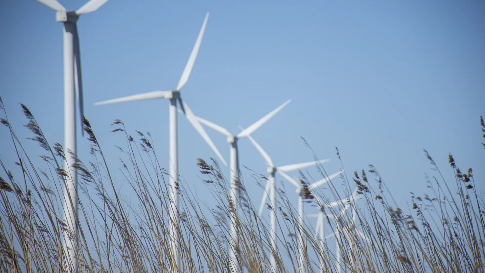 Windmolens in lang gras wekken stroom op voor klanten van Greenchoice